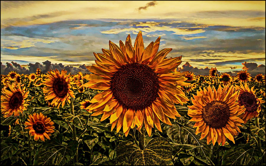 Sunflower Photograph - Sunflowers by Alexey Bazhan