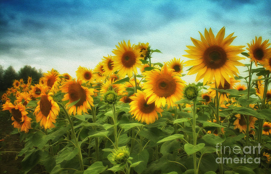 Sunflowers All Over Photograph by Jutta Maria Pusl