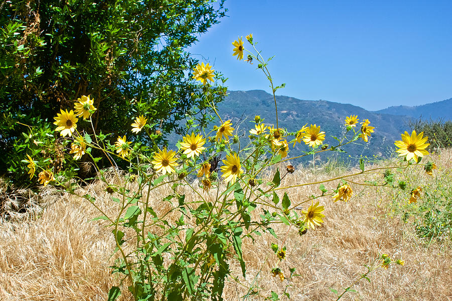 Sunflowers along Glendora Ridge Road, California  Photograph by Ruth Hager