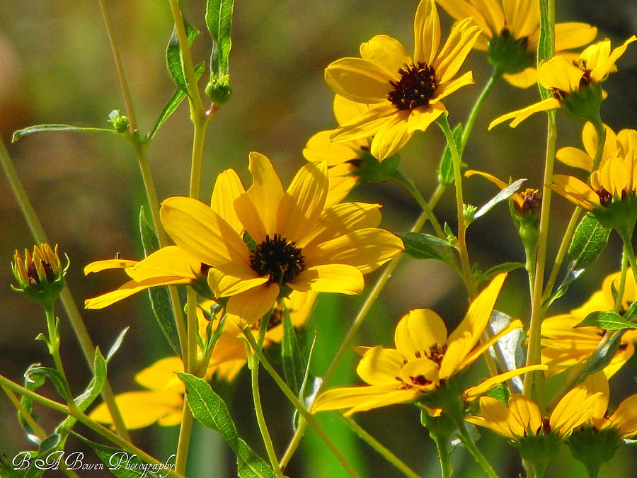 Flower Photograph - Sunflowers along the trail by Barbara Bowen