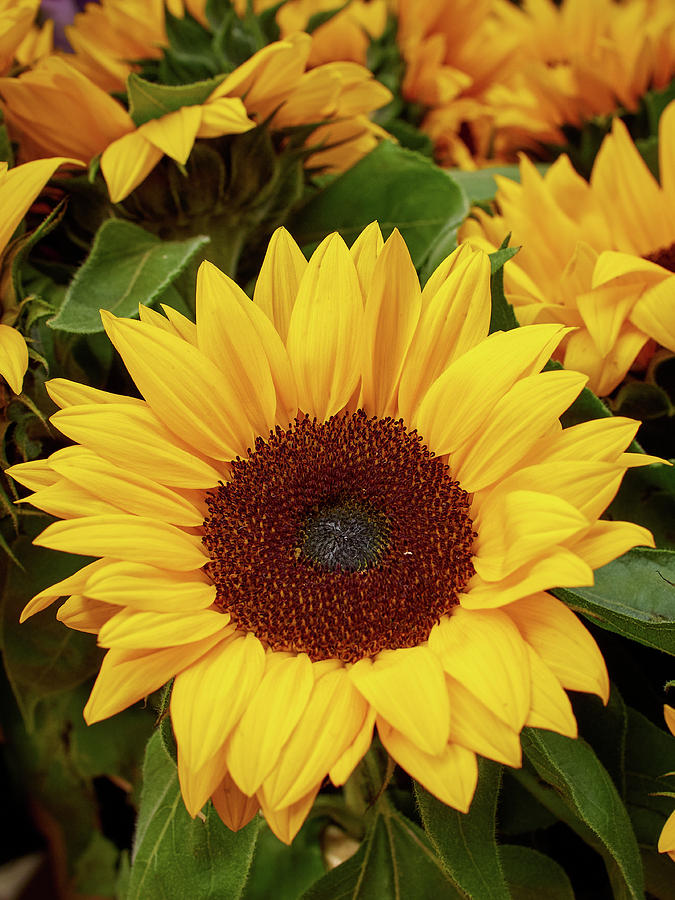 Sunflowers. Amsterdam Photograph by Jouko Lehto