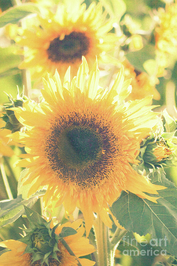 Sunflowers   Photograph by Ana V Ramirez