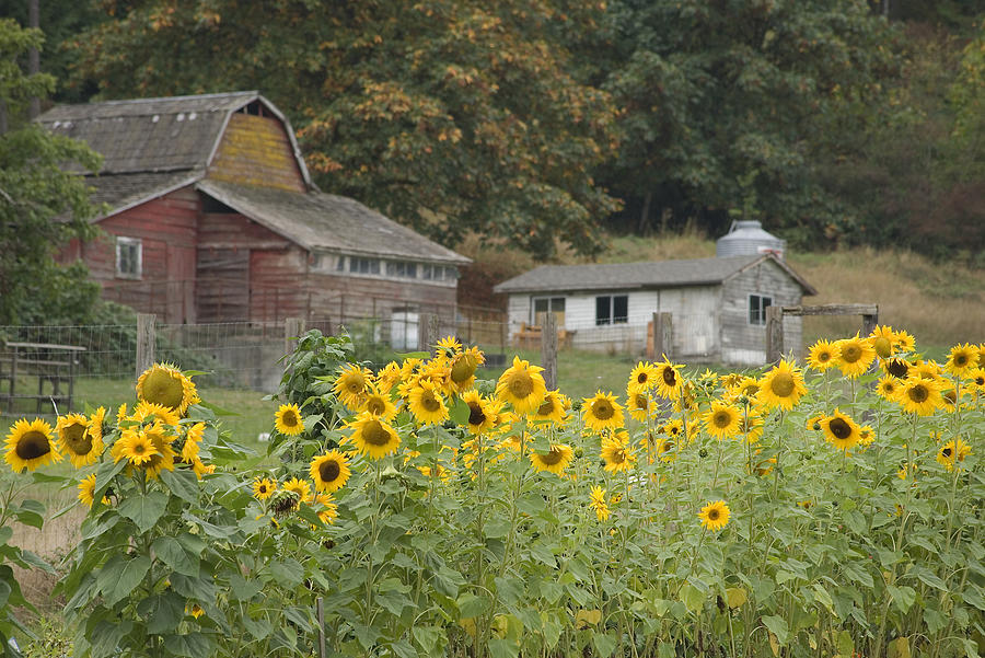 Sunflowers and Barn Photograph by Kevin Oke