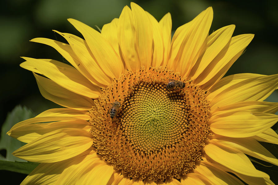 Sunflowers and bees, the dance of life continues Photograph by Nicola ...