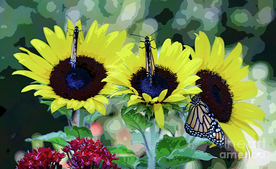 Sunflowers and Butterflies Photograph by Luana K Perez