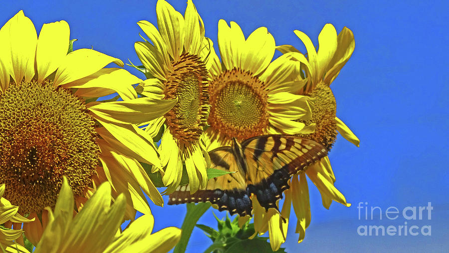 Sunflowers and Butterfly Photograph by Eunice Warfel