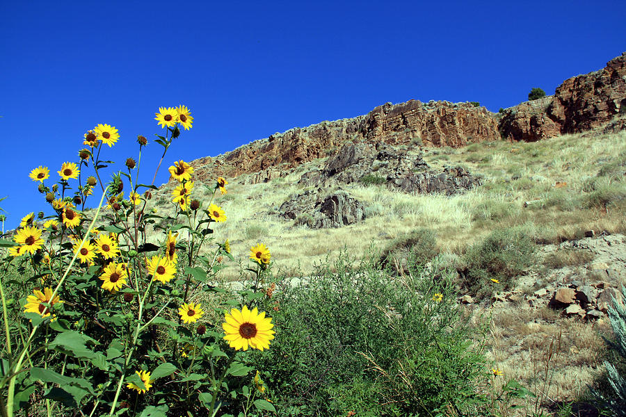Sunflowers and Cliffs Photograph by George Jones