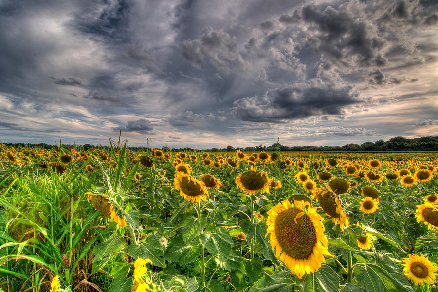 Sunflowers and Clouds Photograph by Steve Stuller