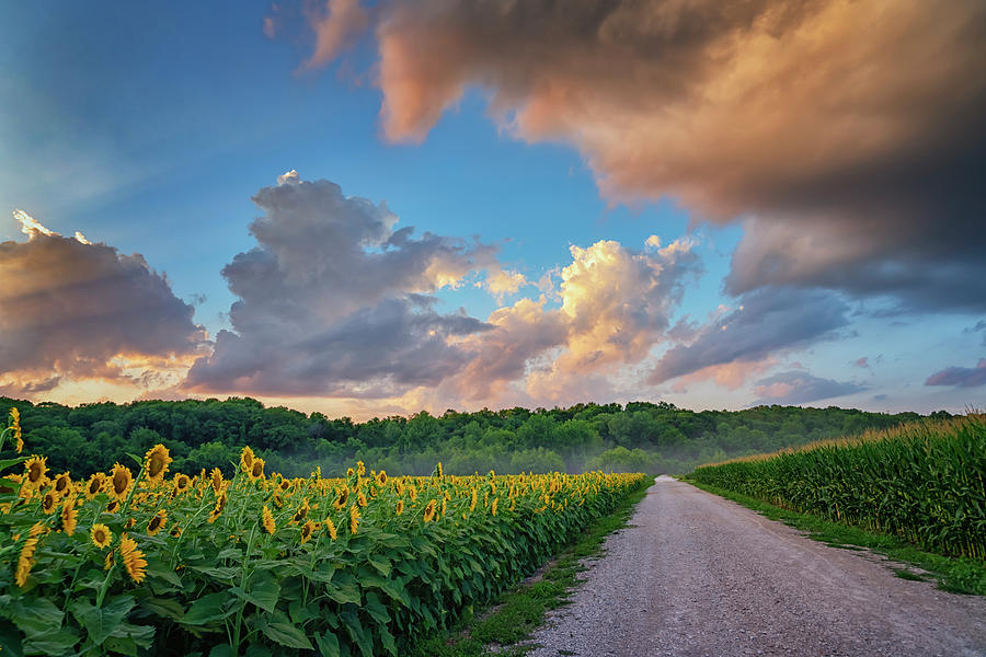 Sunflowers and Corn Sunset Weldon Spring MO GRK8321_07152018-HDR  Photograph by Greg Kluempers