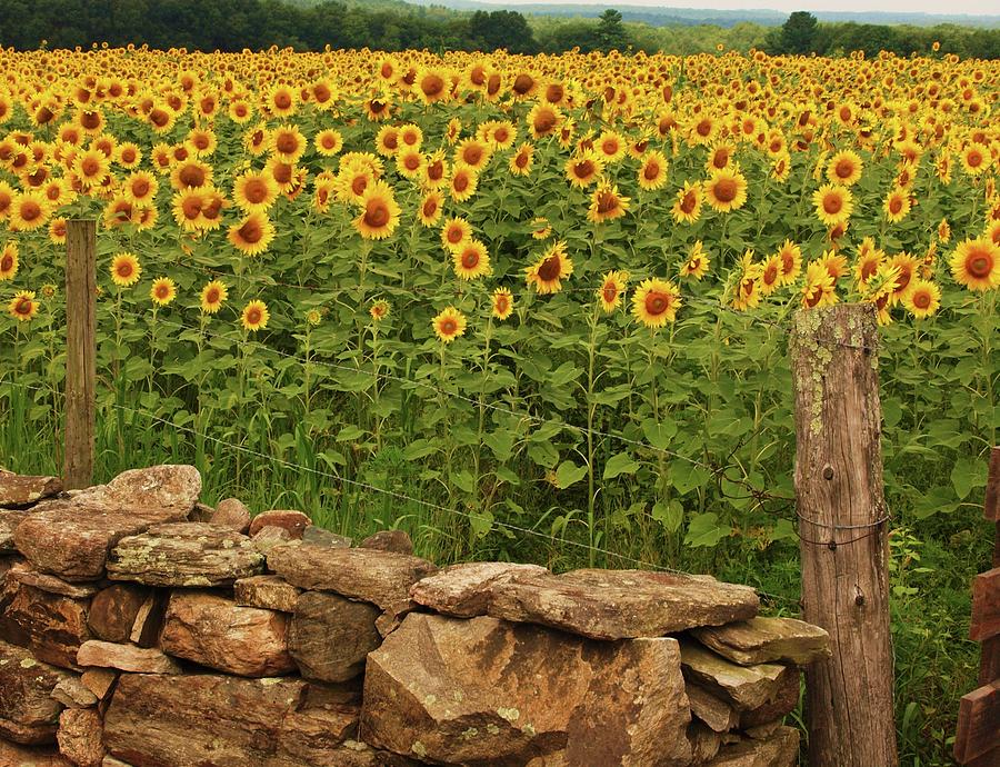 Sunflowers and fence   Photograph by John Scates