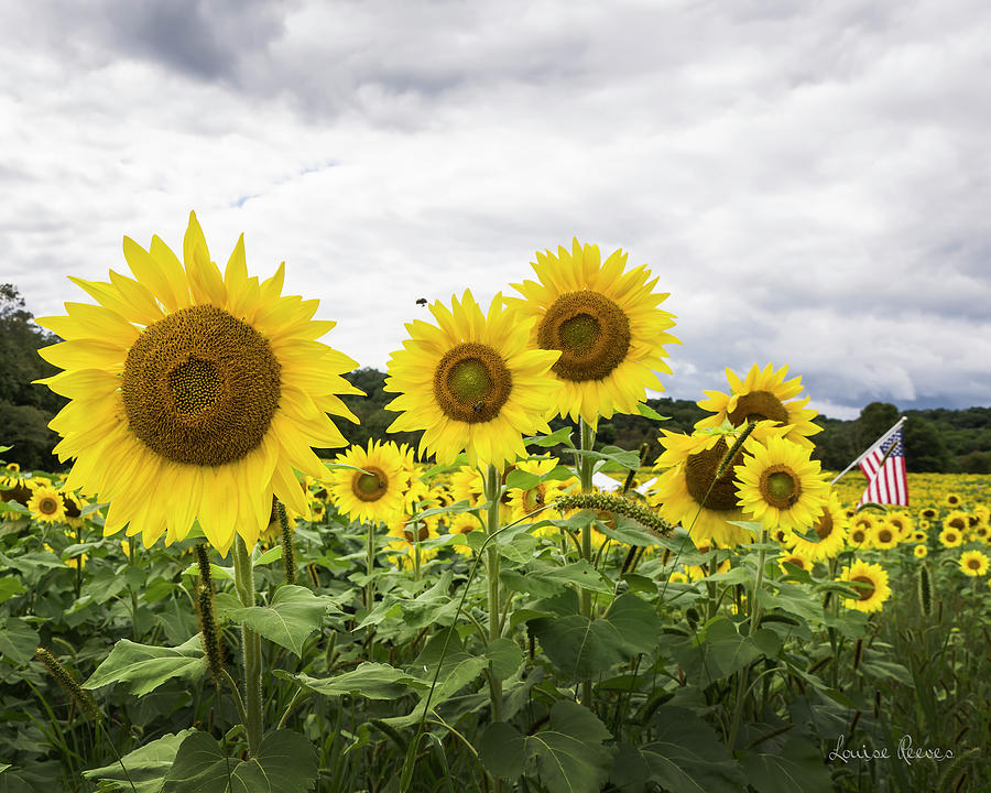 Sunflowers and Flag Photograph by Louise Reeves