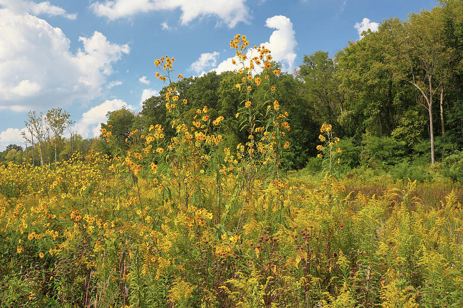 Sunflowers and Goldenrod Photograph by Scott Kingery