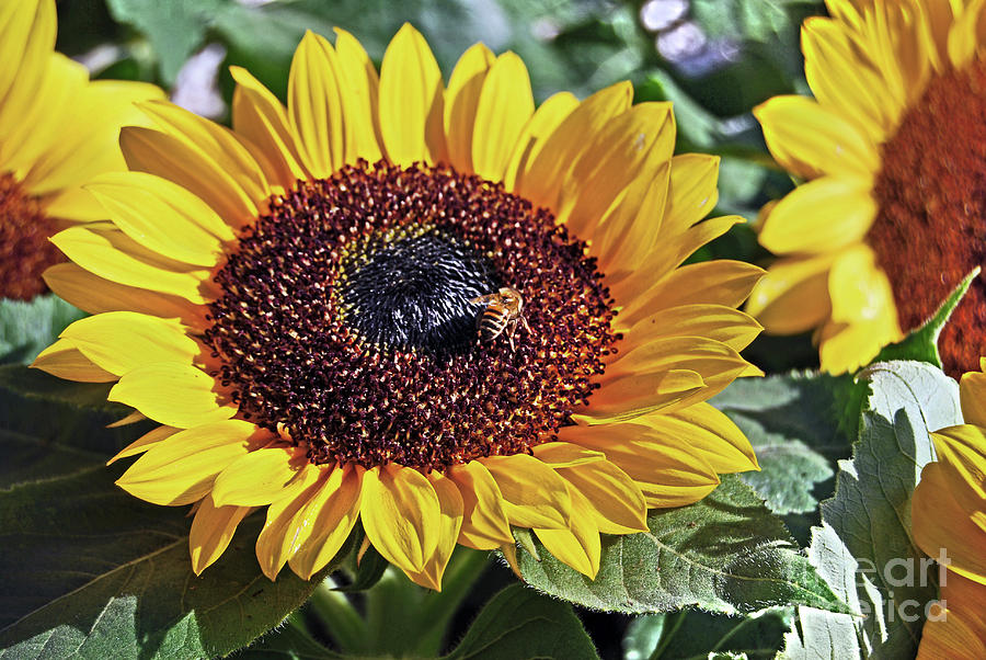 Sunflowers and Honeybee Photograph by Carlos Alkmin