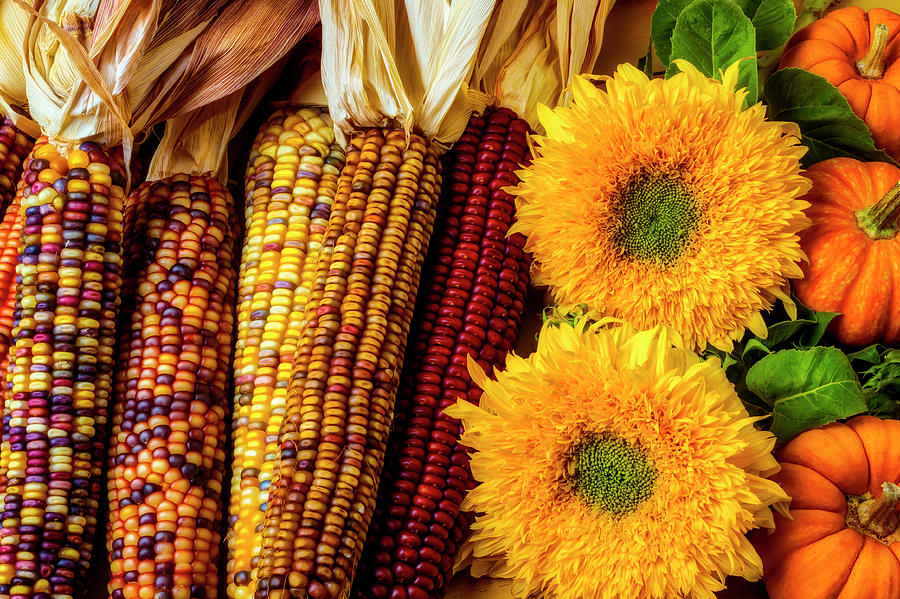 Sunflowers And Indian Corn Photograph by Garry Gay