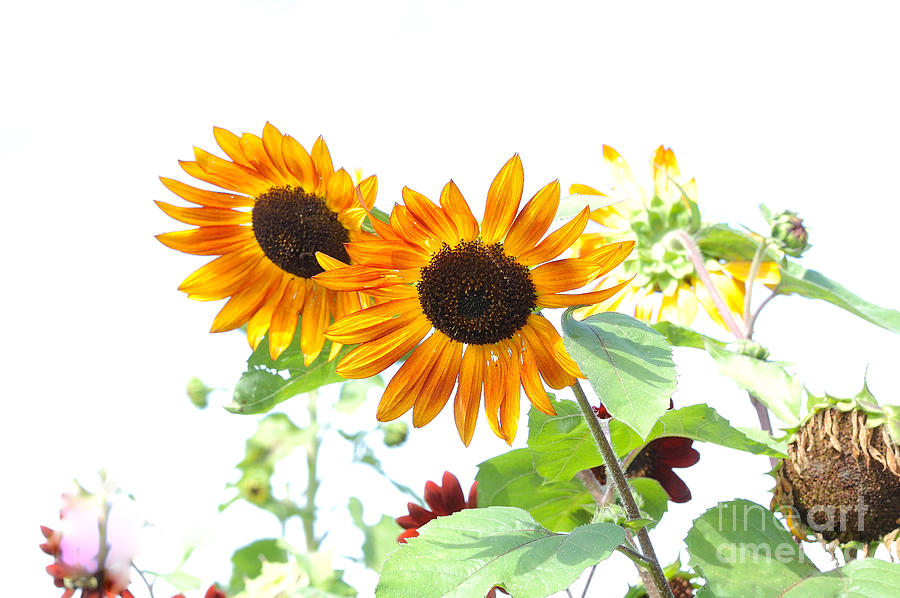 Sunflowers and Light Photograph by Edward Sobuta