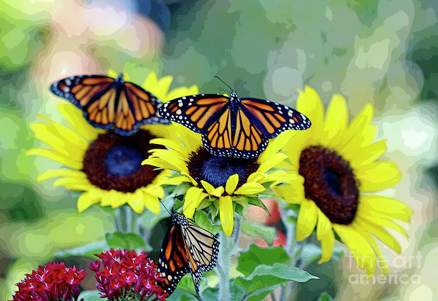 Sunflowers and Monarch Butterflies Photograph by Luana K Perez