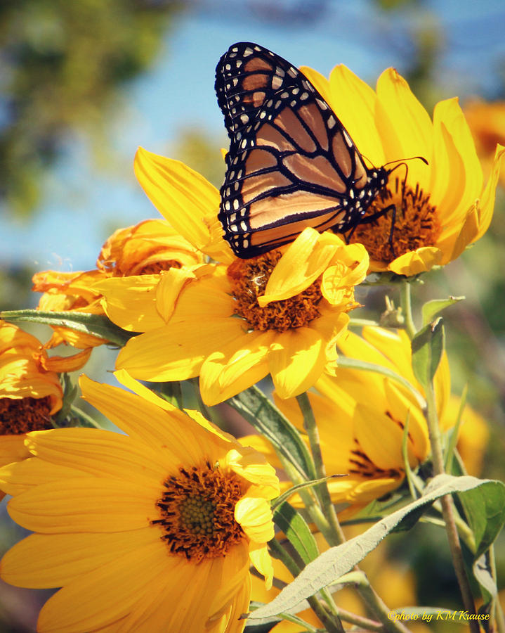 Sunflowers And Monarch Photograph by Kathy M Krause