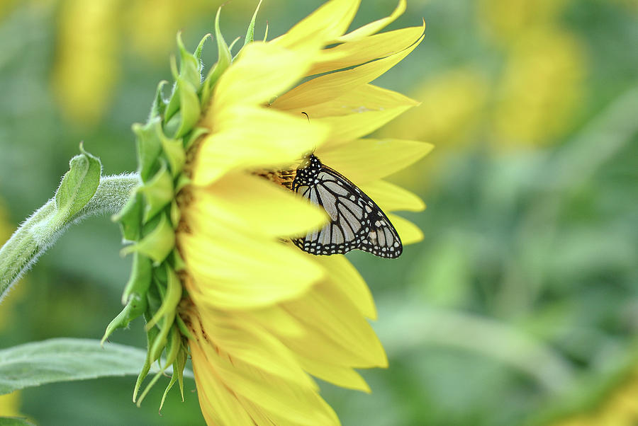 Sunflowers And Monarchs Photograph