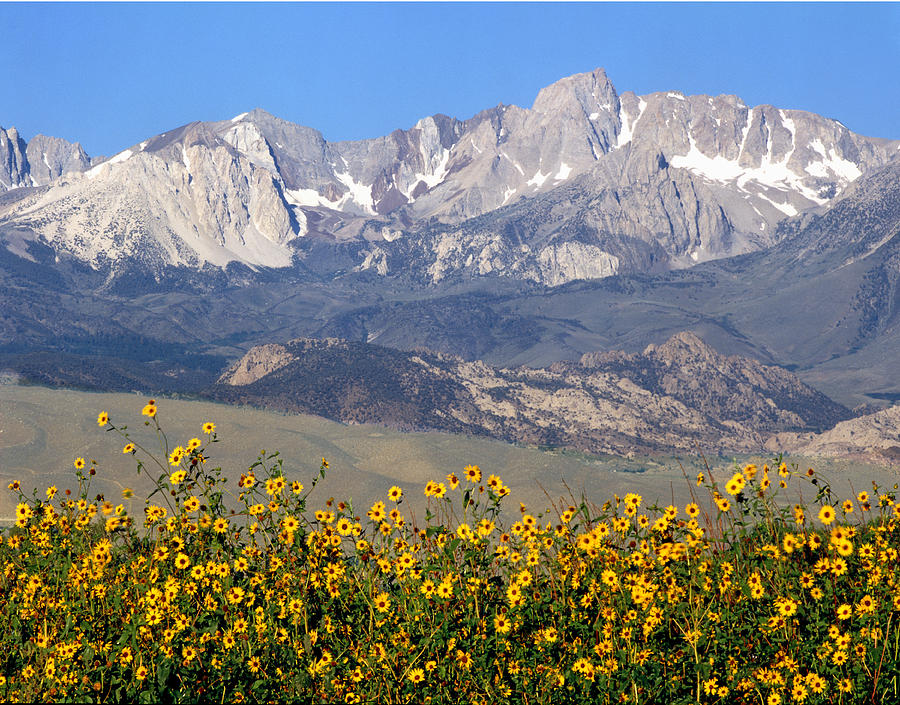 2A6742-Sunflowers and Mount Humphreys  Photograph by Ed  Cooper Photography