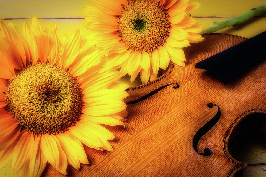 Sunflowers And Old Violin Photograph by Garry Gay