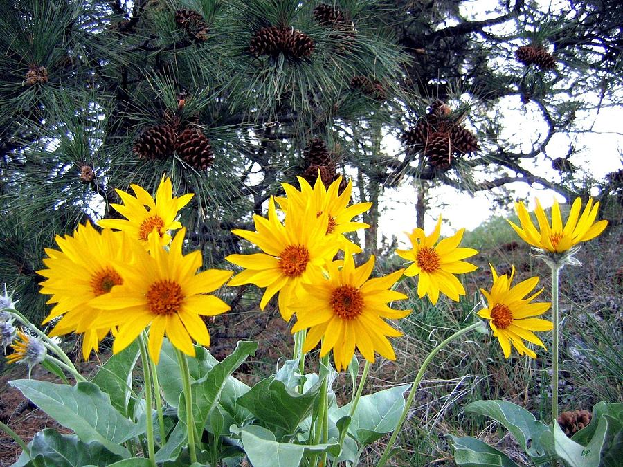 Sunflowers And Pine Cones Photograph by Will Borden
