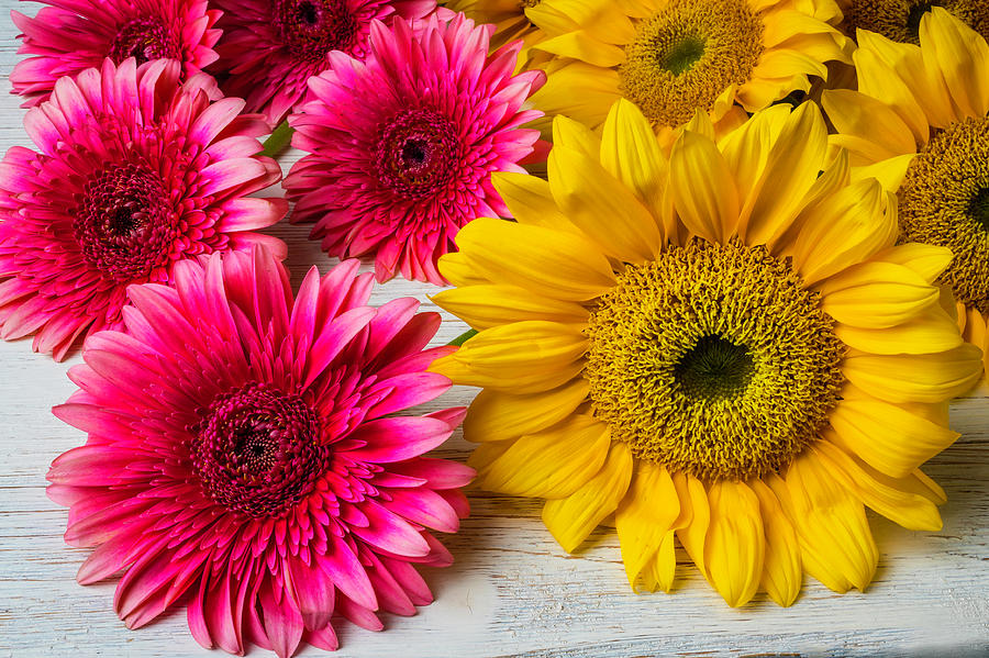 Sunflowers And Pink Gerbera Daises Photograph by Garry Gay