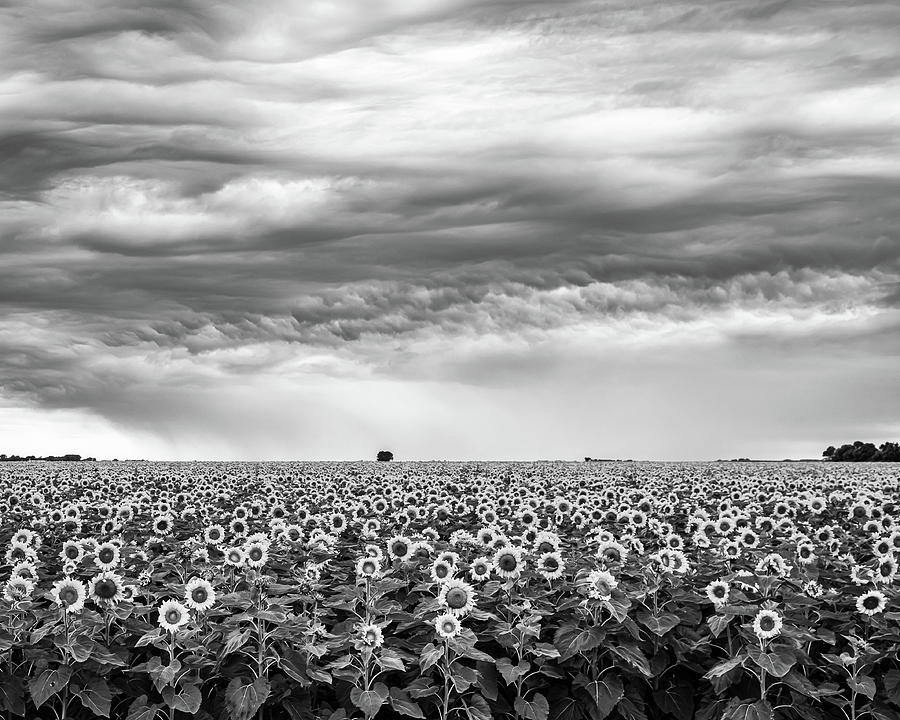 Sunflowers and Rain Showers Photograph by Penny Meyers