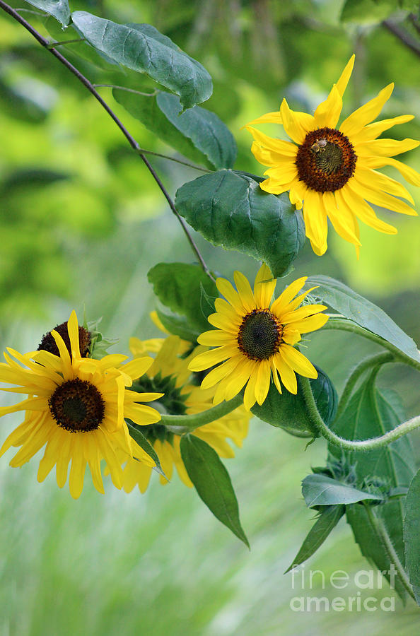 Sunflowers and Redbud Photograph by Karen Adams