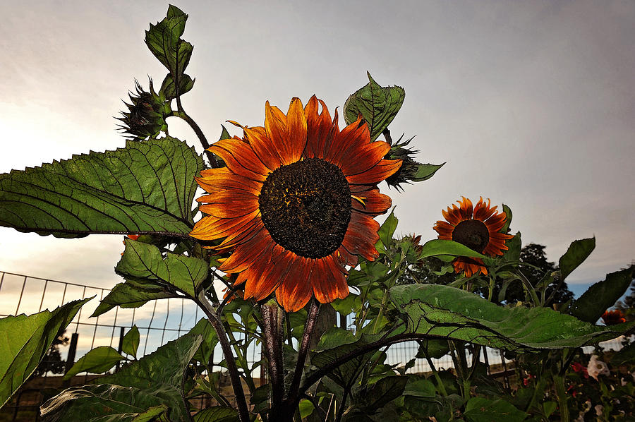 Sunflowers Photograph - Sunflowers and Storm by Amanda Smith