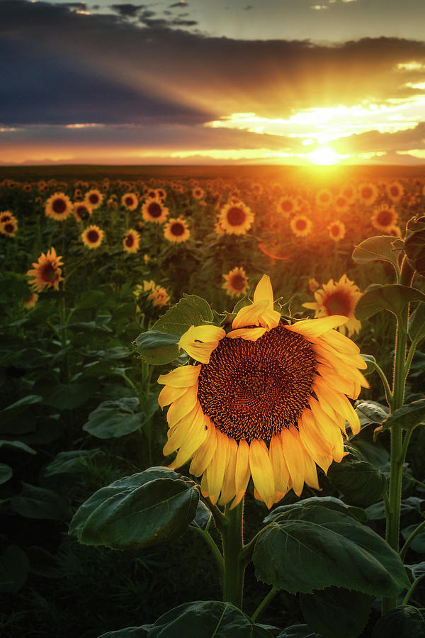 Sunflowers and Sunrays Photograph by John De Bord