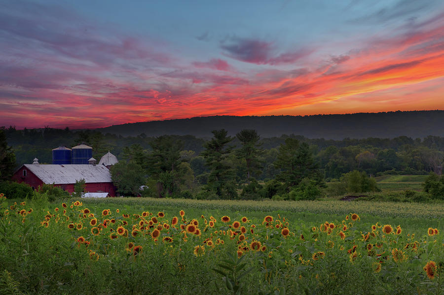 Sunflowers and Sunset Photograph by Bill Wakeley