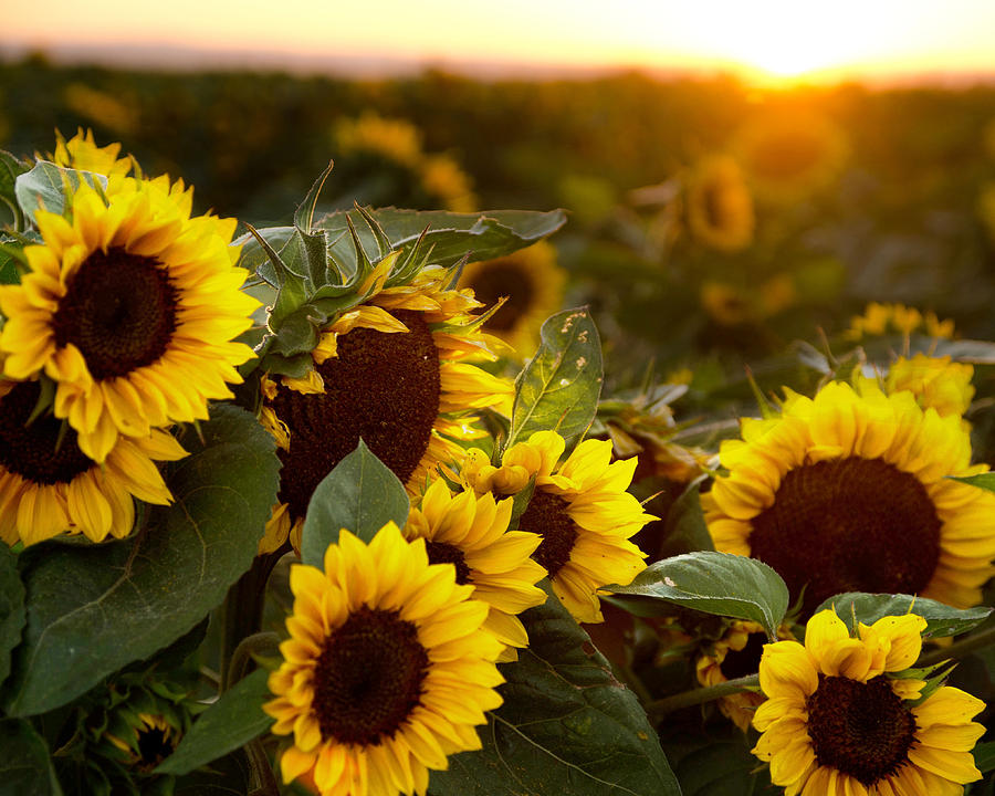 Sunflowers and Sunset  Photograph by Janet  Kopper