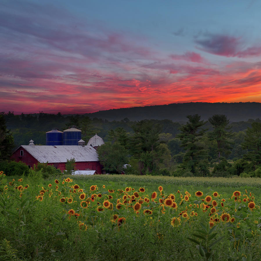 Sunflowers and Sunset square Photograph by Bill Wakeley