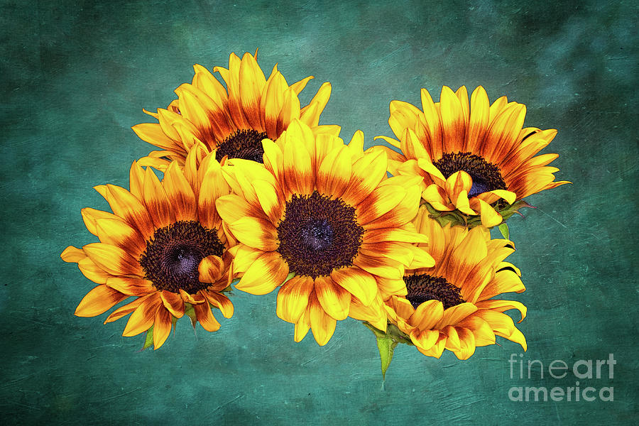 Sunflowers and Texture Photograph by Mimi Ditchie