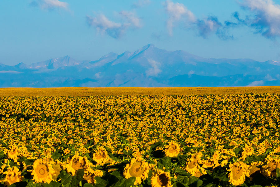 Sunflowers and the Rockies Photograph by Mindy Musick King