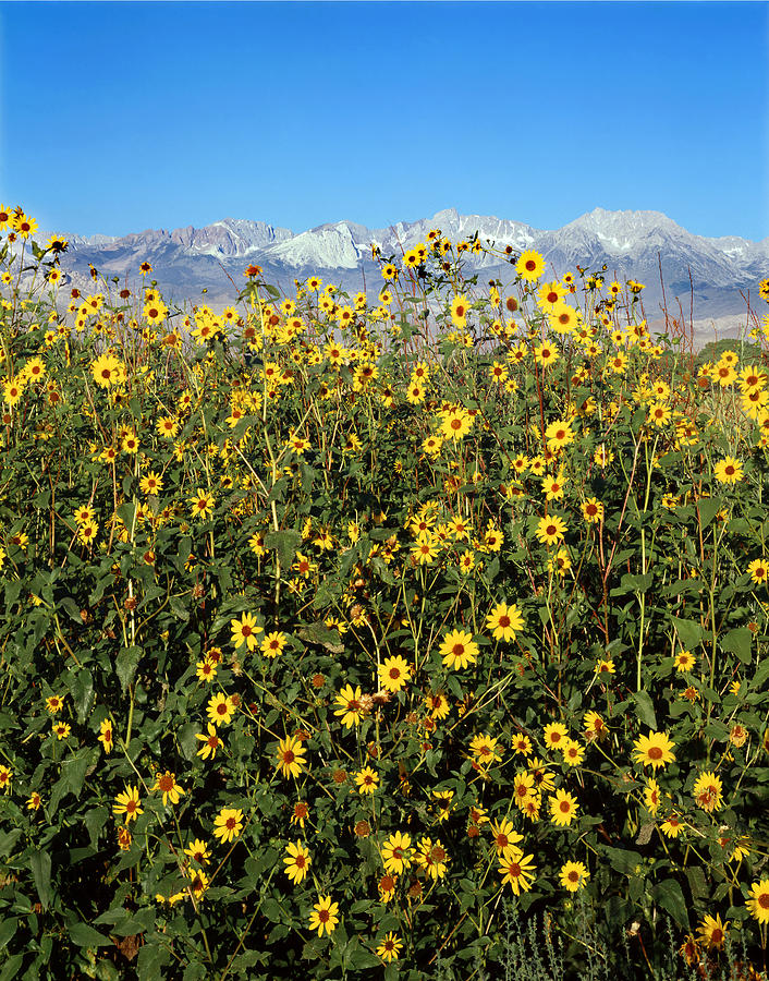2A6741-V-Sunflowers and the Sierra Nevada  Photograph by Ed  Cooper Photography