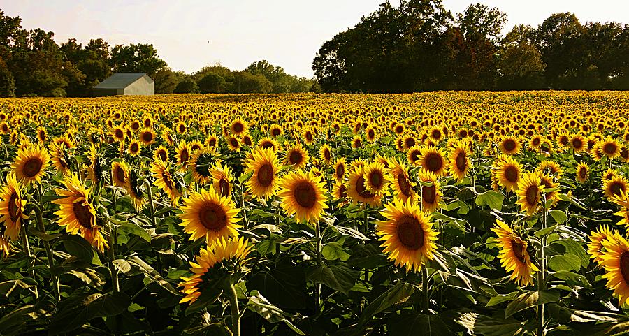 Sunflowers and the White Barn 2 Photograph by Karen McKenzie McAdoo