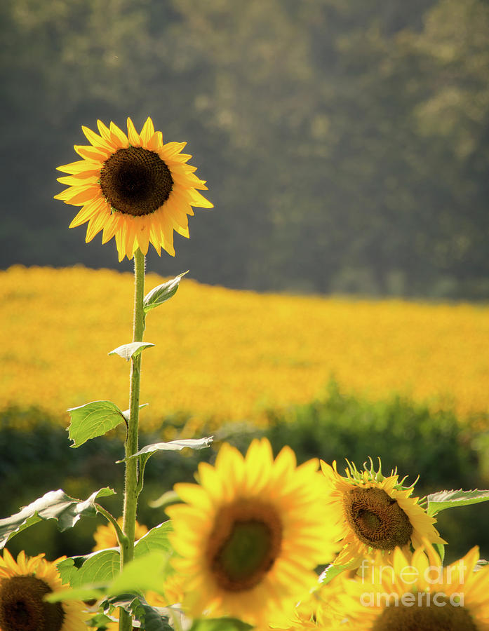 Sunflowers Photograph by Andrea Anderegg