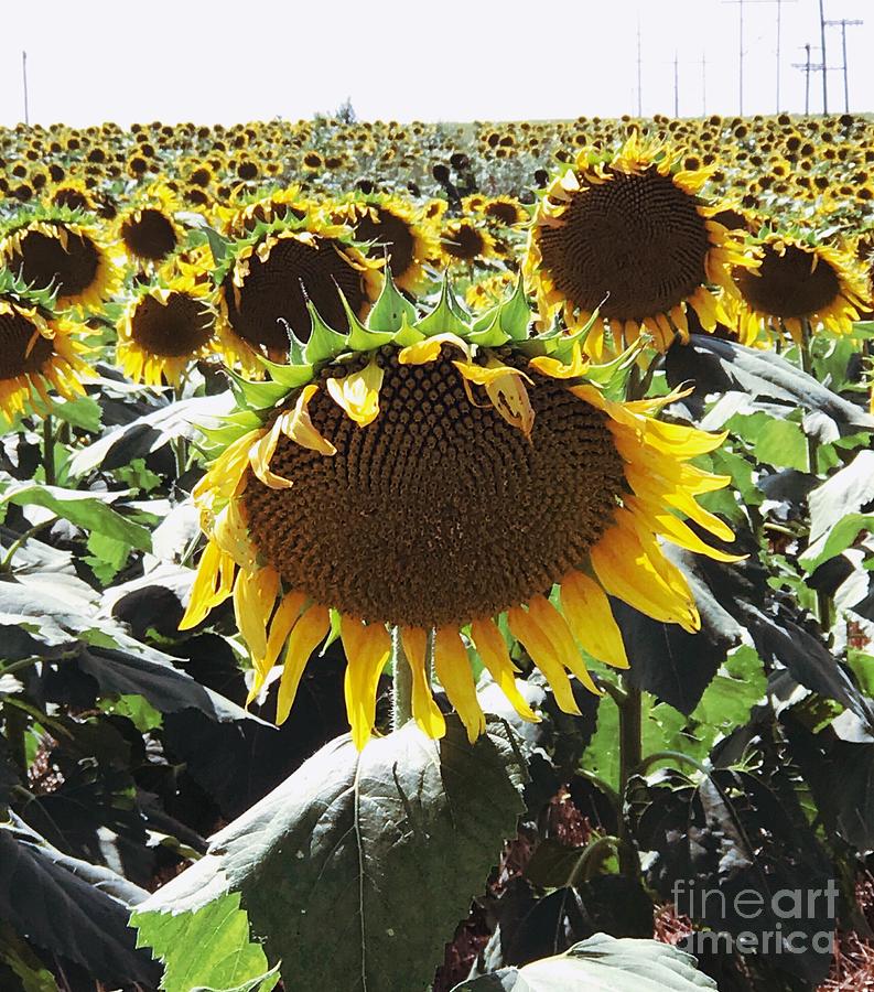 Sunflowers Photograph by Anita Streich