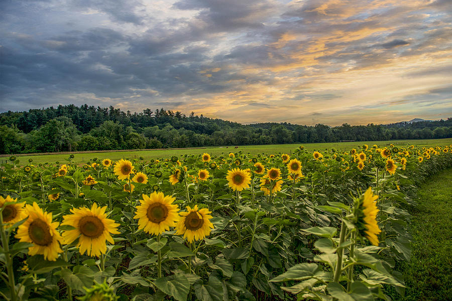 Sunflowers At Biltmore Estate- Asheville, NC Photograph by Hailee ...