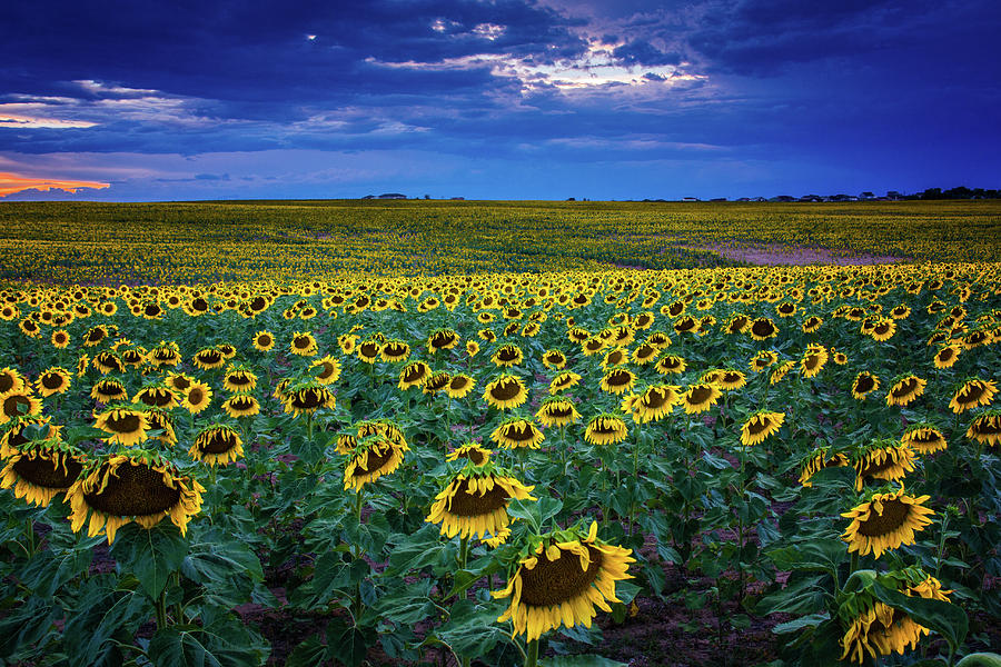 Sunflowers At Blue Hour Photograph by John De Bord