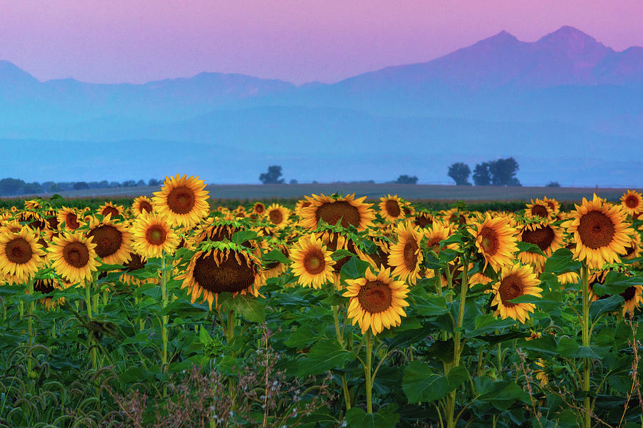 Sunflowers At Dawn Photograph by John De Bord