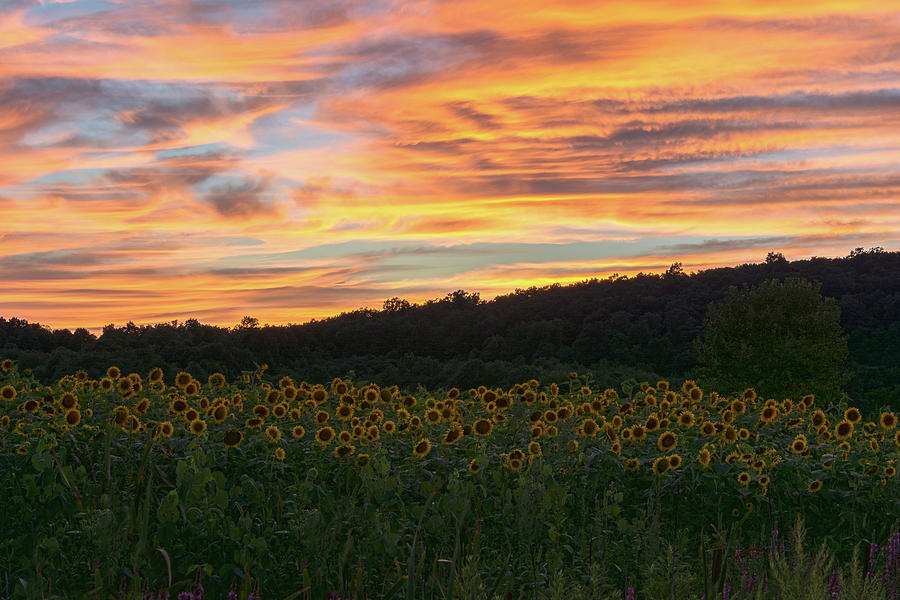 Sunflowers At Dusk Photograph by Angelo Marcialis