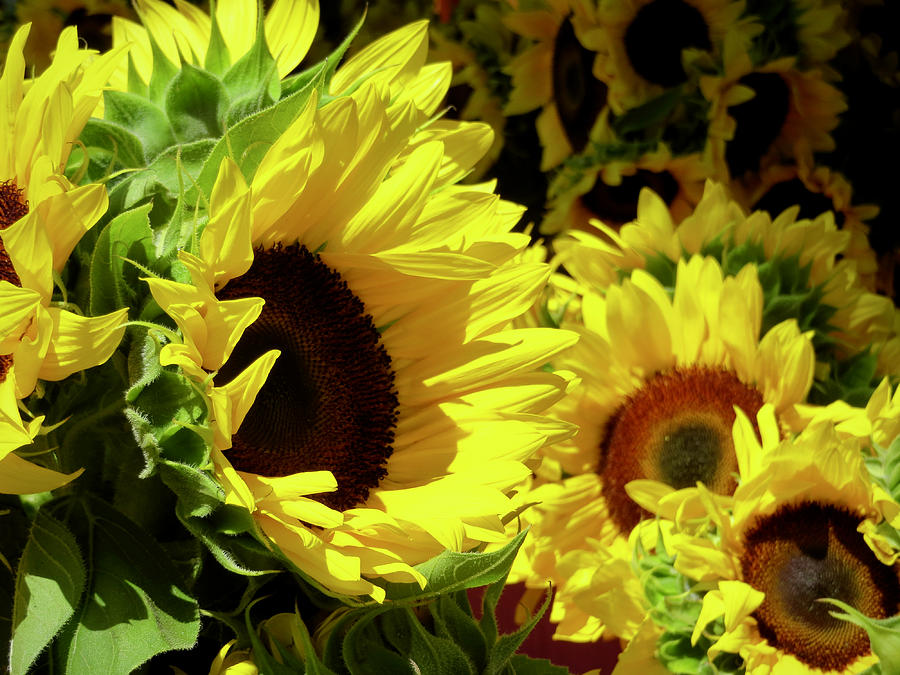 Sunflowers at St. Pete Market Photograph by Rachel Morrison