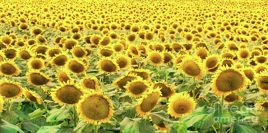 Sunflowers at Sundown Photograph by Diana Raquel Sainz