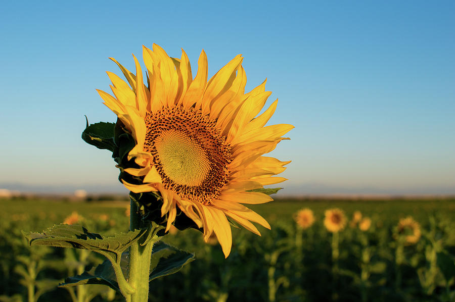 Sunflowers At Sunrise 2 Photograph by Stephen Holst