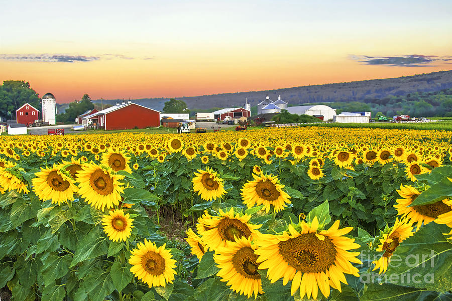 Sunflower Field Photograph - Sunflowers at Sunrise by Regina Geoghan