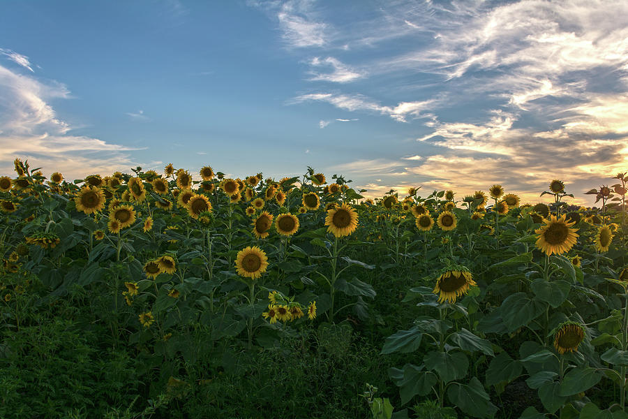Sunflowers At Sunset Photograph by Angelo Marcialis