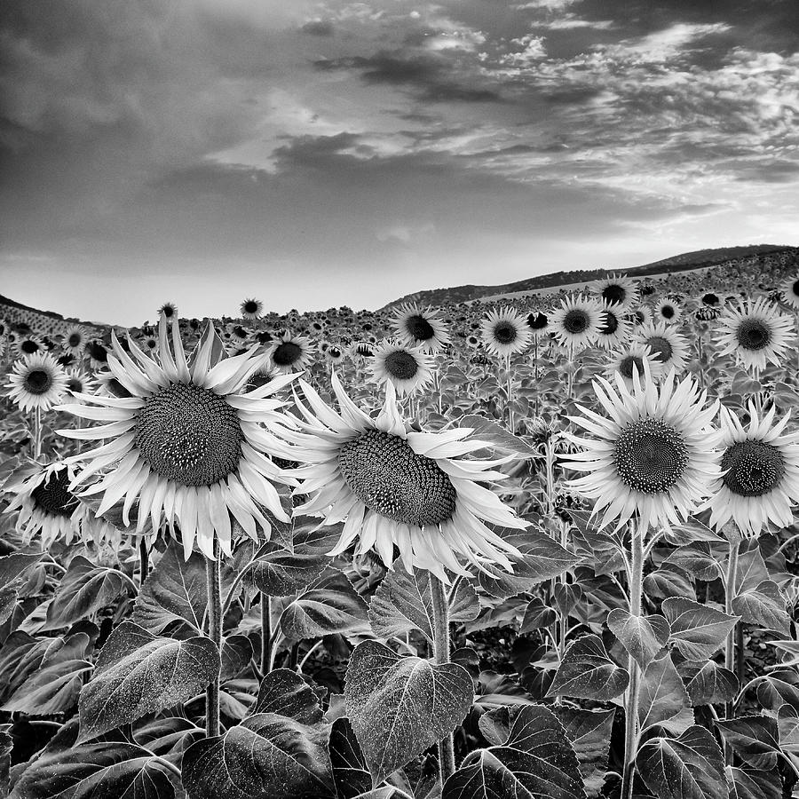 Sunset Photograph - Sunflowers at sunset. BW by Guido Montanes Castillo