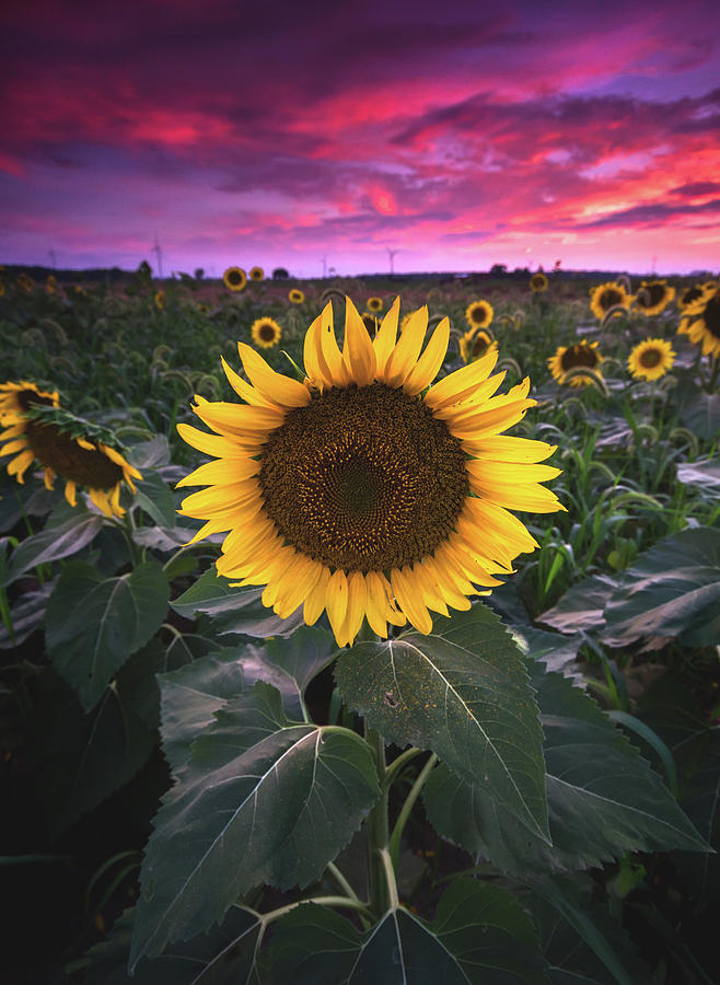 Sunflowers at Sunset Photograph by Cale Best